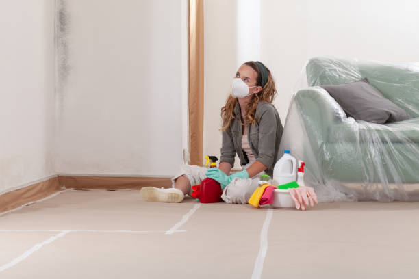 Reliable Black Mold Remediation contractor in Cottage Grove, MN by Mold Remediation HQ