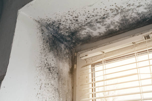 Affordable Black Mold Remediation solutions in Cottage Grove, MN